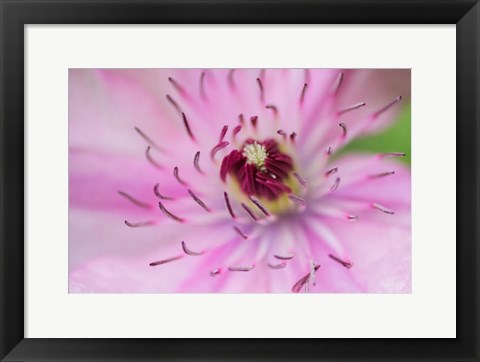 Framed Pale Pink Clematis Blossom 1 Print