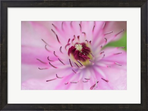 Framed Pale Pink Clematis Blossom 1 Print