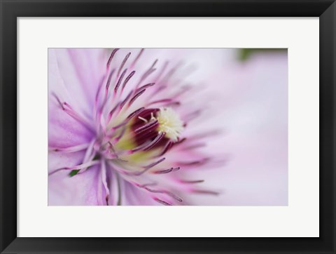 Framed Pale Pink Clematis Blossom 2 Print