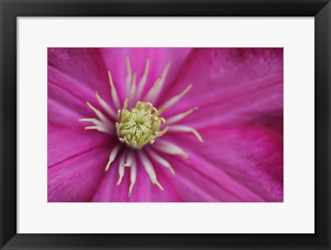 Framed Pale Pink Clematis Blossom 3 Print