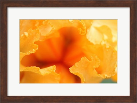 Framed Bearded Iris Flower Close-Up 1 Print