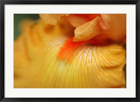 Framed Bearded Iris Flower Close-Up 2 Print