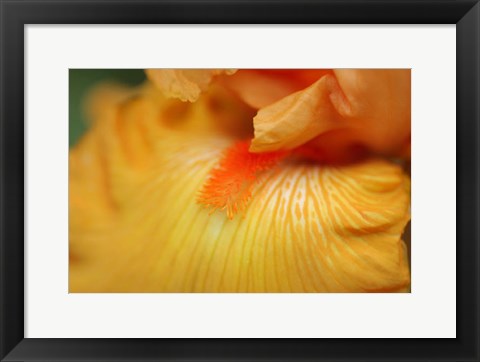 Framed Bearded Iris Flower Close-Up 2 Print