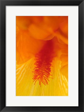 Framed Bearded Iris Flower Close-Up 3 Print