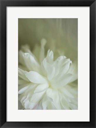 Framed White Peony 2 Print