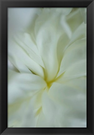 Framed White Peony 4 Print