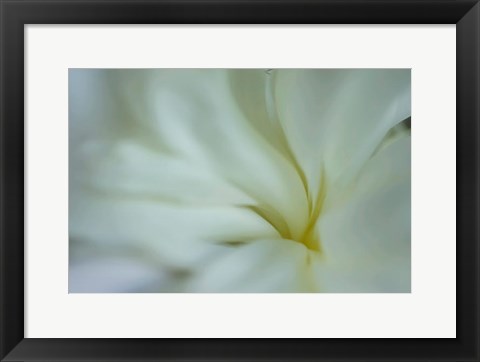 Framed White Peony 5 Print