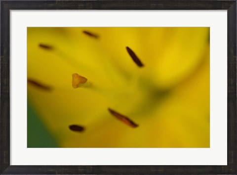 Framed Yellow Daylily Flower Close-Up 1 Print