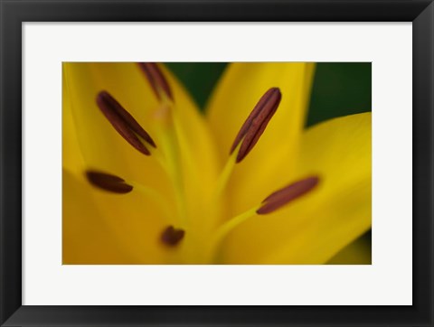 Framed Yellow Daylily Flower Close-Up 2 Print