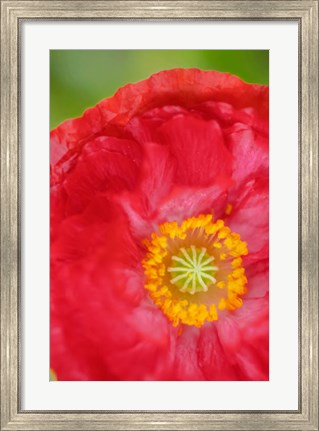 Framed Red Poppy Flower Print