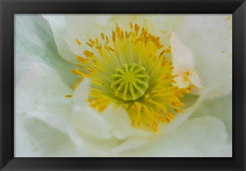 Framed Garden Poppy Print