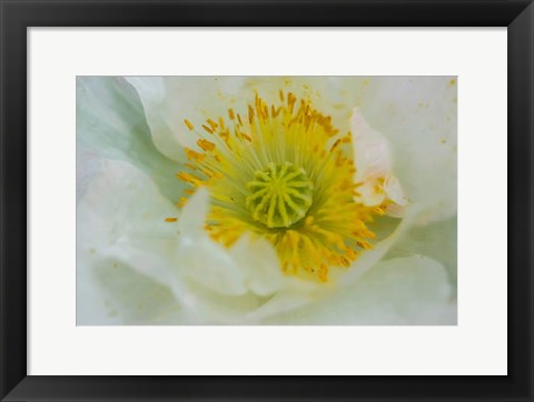 Framed Garden Poppy Print