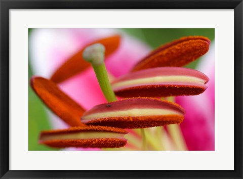 Framed Stargazer Lily 2 Print