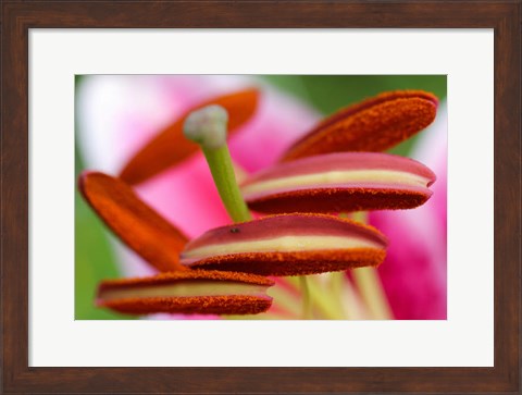 Framed Stargazer Lily 2 Print