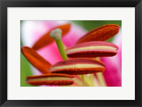 Framed Stargazer Lily 2 Print