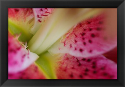 Framed Stargazer Lily 3 Print