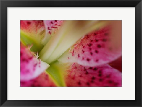 Framed Stargazer Lily 3 Print