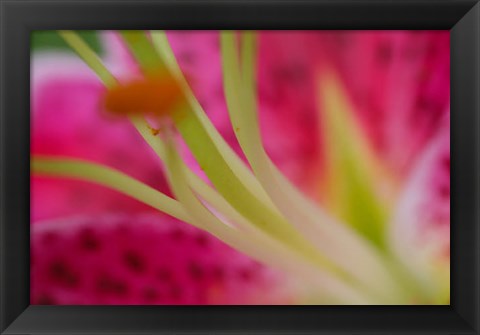 Framed Stargazer Lily 4 Print