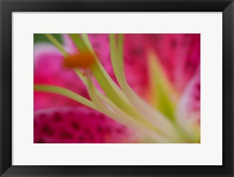 Framed Stargazer Lily 4 Print