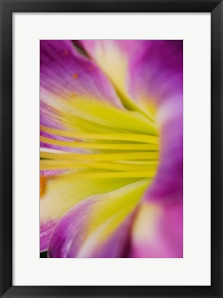 Framed Pink Daylily 1 Print