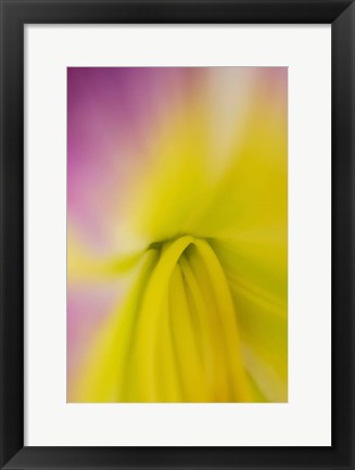 Framed Pink Daylily 2 Print