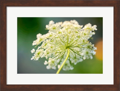 Framed Queen Anne&#39;s Lace Flower 1 Print