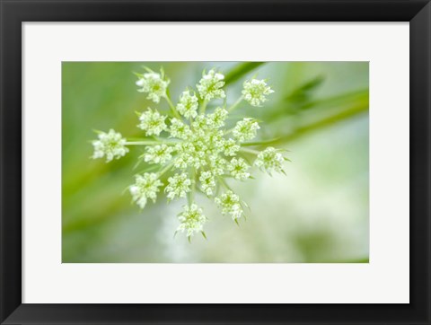 Framed Queen Anne&#39;s Lace Flower 2 Print