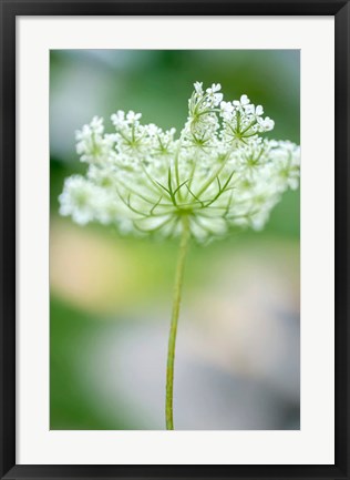 Framed Queen Anne&#39;s Lace Flower 3 Print