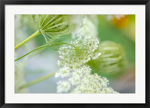 Framed Queen Anne&#39;s Lace Flower 4 Print