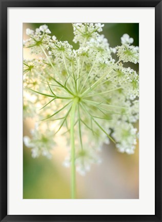 Framed Queen Anne&#39;s Lace Flower 5 Print