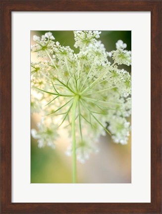 Framed Queen Anne&#39;s Lace Flower 5 Print