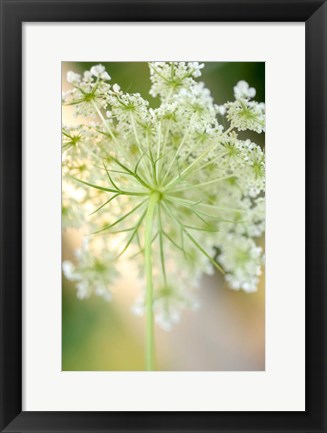 Framed Queen Anne&#39;s Lace Flower 5 Print