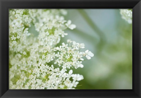 Framed Queen Anne&#39;s Lace Flower 6 Print