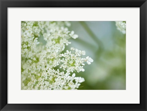 Framed Queen Anne&#39;s Lace Flower 6 Print