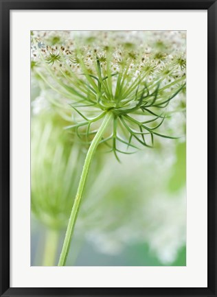 Framed Queen Anne&#39;s Lace Flower 7 Print