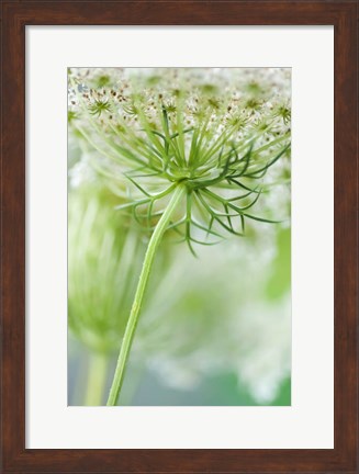 Framed Queen Anne&#39;s Lace Flower 7 Print