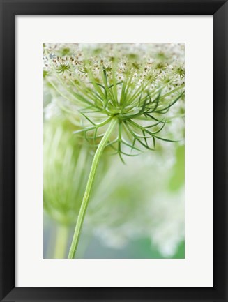 Framed Queen Anne&#39;s Lace Flower 7 Print