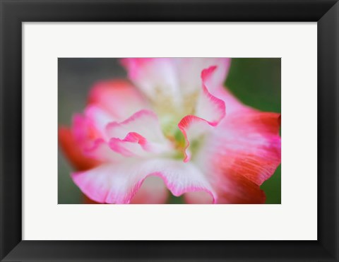 Framed Garden Poppy 3 Print