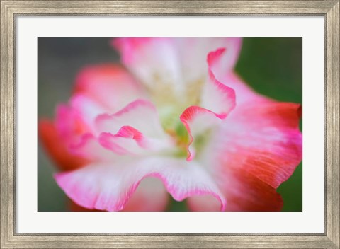 Framed Garden Poppy 3 Print