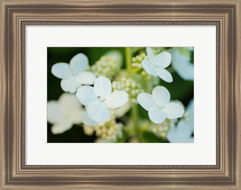 Framed Hydrangea Bloom 2 Print