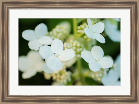 Framed Hydrangea Bloom 2 Print