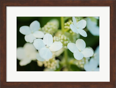 Framed Hydrangea Bloom 2 Print
