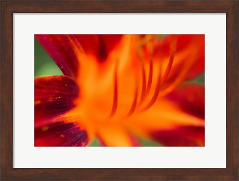 Framed Red Daylily 1 Print