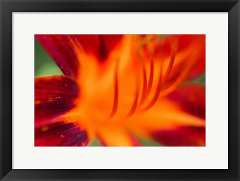 Framed Red Daylily 1 Print