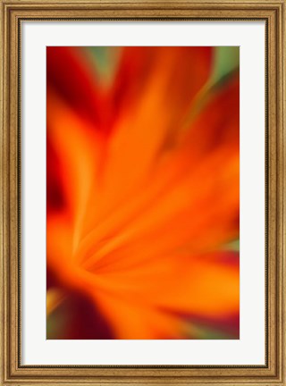 Framed Red Daylily 2 Print