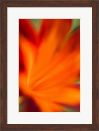 Framed Red Daylily 2 Print