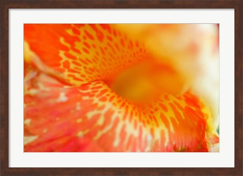 Framed Orange Canna Flower Detail Print