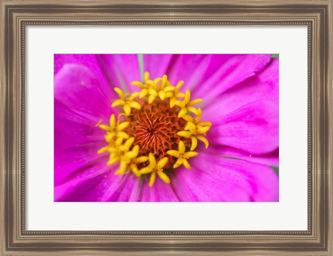 Framed Hot Pink Zinnia Flower Print