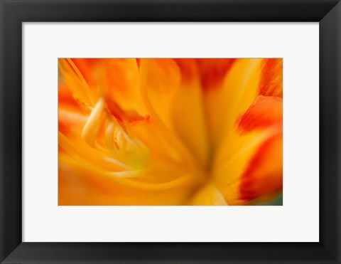 Framed Orange Daylily Print