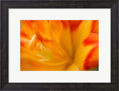 Framed Orange Daylily Print